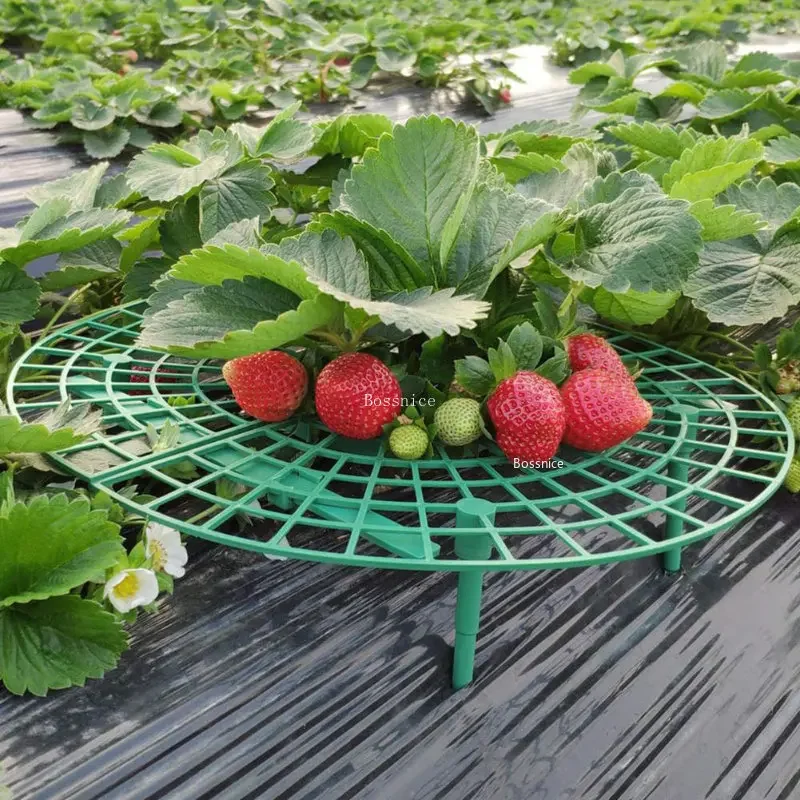 1Pc Strawberry Plant Support R - Gardening Tools Rack 评论和价格