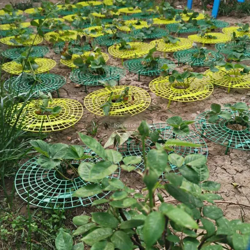 1Pc Strawberry Plant Support R - Gardening Tools Rack 评论和价格