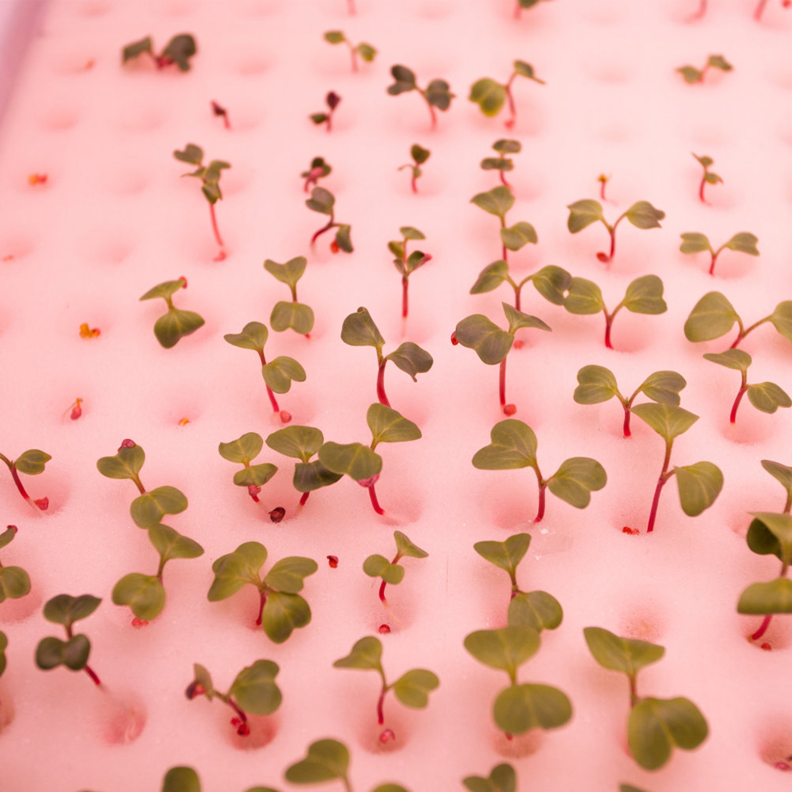 4Pcs Top-Class Hydroponic Plan - Gardening Tools For Home 评论和价格